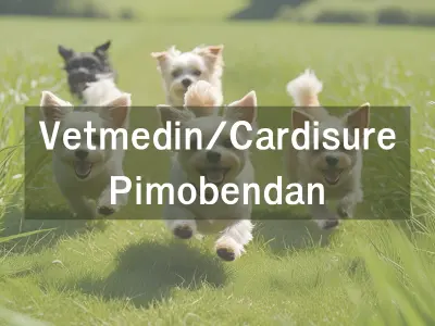 Vetmedin Cardisure Pimobendan